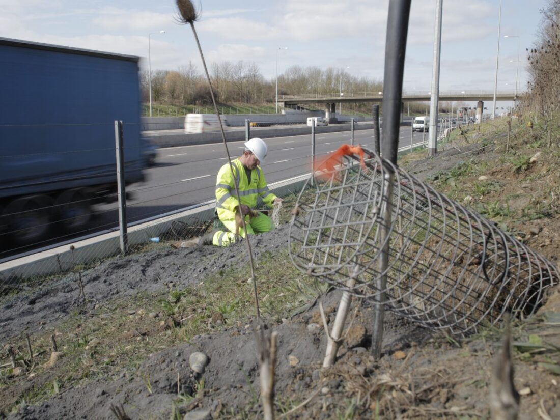 Motorway wildlife management